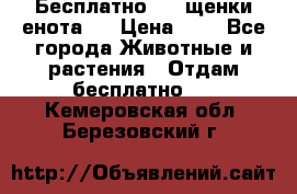 Бесплатно !!! щенки енота!! › Цена ­ 1 - Все города Животные и растения » Отдам бесплатно   . Кемеровская обл.,Березовский г.